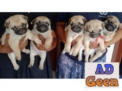 5 Beautiful High Quality Pug PupsAvailable Now(4 weeks old)